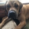 Two bull mastiffs mix lovable sensitive eight months old