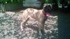 Bull-mastiff (Female) 7 Month old for sale!!!