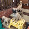 budyguard BULLmastiiff pups for chip sale
