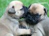 Top Quality Akc Registered Bullmastiff Pups