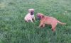 Healthy Crate Trained Fawn Bullmastiff Pups