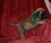 Bullmastiff puppies ready for new homes