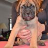 Guarantee AKC Bullmastiff puppies for sale