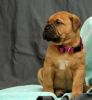 Lovely Bull mastiff puppies looking for good homes