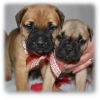 Outstanding Bullmastiff Puppies for Sale