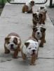 12 Weeks English American Bull Puppies For