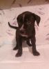 AKC Bullmastiff Puppies for sale