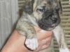 chunky bullmastiff x pups for sale