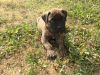 AKC Registered Bullmastiff puppies for sale
