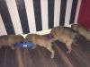 5 Gorgeous Bullmastiff Puppies