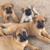 Adorable Bullmastiff puppies for sale .