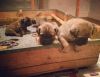 Lovely Tempered Bullmastiff Puppies For Sale