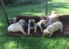Super Bullmastiff Puppies Kc Registered Dog Only