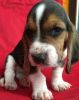 Quality Basset Hound Puppies For Sale.