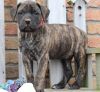 Lovely AKC Bullmastiff puppies for sale