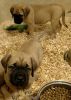 AKC english mastiff puppies