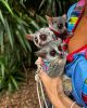 Lovely bush babies for rehoming