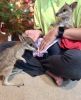 wallaby available for petlovers