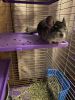 One male and one female chinchilla for adoption.