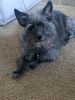 Cairn Terrier Schnauzer mix for sale