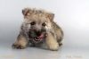 Our Male Cairn Terrier Puppy!