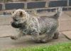 Cairn Terrier puppies for sale