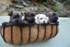 Adorable Westie X Cairn Terrier Pups