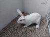 3 month old white Bunny