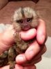 Sweet Face marmoset monkeys for sale.(xxx)xxx-xxxx.Thank