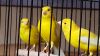 Russian Canaries