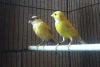 Canaries / Canary