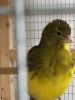 Beaks and Feathers/Canary Breeds & More