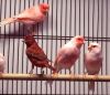 Red Mosaic and Red Factor Canaries for Sale
