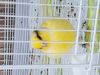 CANARIES CANARIOS FOR SALE