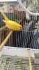 Yellow Canary Hen For Sale
