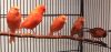 Red Canaries for Sale