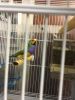 canaries and gouldians for sale