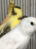 Different kinds of canaries