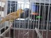 Cinnamon Colored Canaries