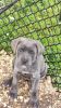 Cane Corso puppies for sale and ready to go