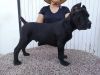 energetic Cane Corso Puppies