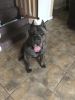 Cane Corso full breed with papers