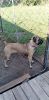 1YR OLD FEMALE CANE CORSO FOR SALE BY OWNER