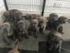 Adorable cane Corso puppies for sale