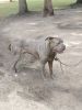 Cane Corso mixed adult Male
