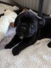 Cane Corso Puppies 5 available