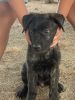 Cane Corso puppies for sale!