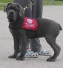 15 week old Puppy Cane Corso For Rehoming-AKC OPEN