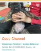 Cane Corso Rare Mixed Breed Puppies!!