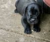 Blue and Black Cane Corso puppies